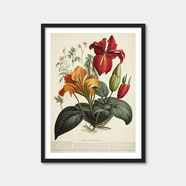 Vintage Botanical Print Series 4 Wall Art — Framed Print Format preview