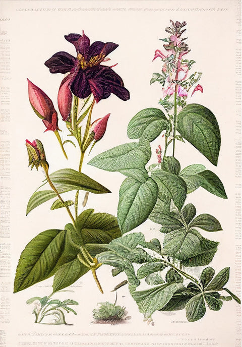 Vintage Botanical Print Series 5 Wall Art
