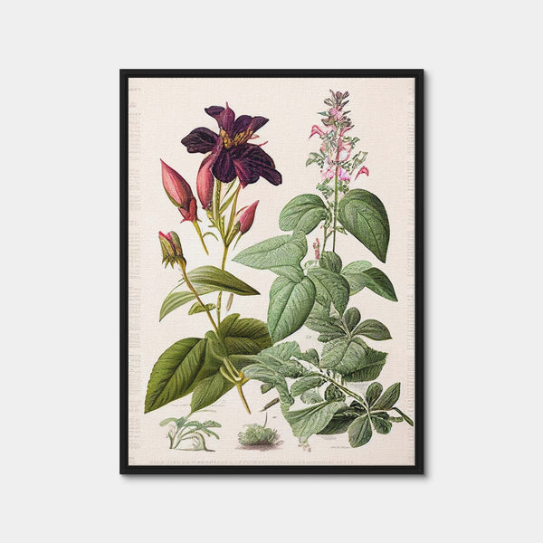 Vintage Botanical Print Series 5 Wall Art — Framed Canvas Format preview