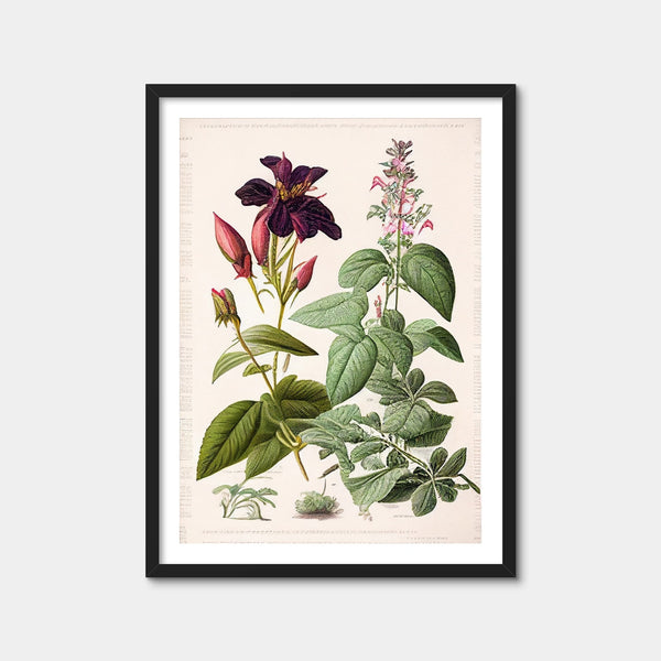 Vintage Botanical Print Series 5 Wall Art — Framed Print Format preview