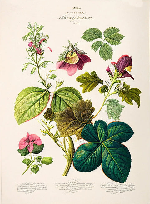Vintage Botanical Print Series 6 Wall Art