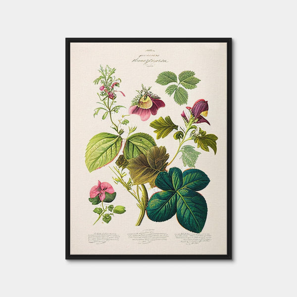 Vintage Botanical Print Series 6 Wall Art — Framed Canvas Format preview