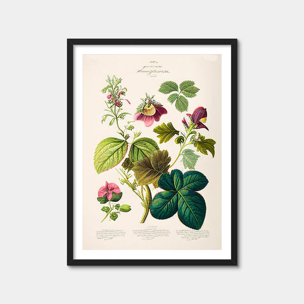 Vintage Botanical Print Series 6 Wall Art — Framed Print Format preview