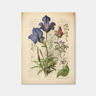 AUTO-MOCKUP WHITE | Vintage Botanical Print Series 7 | 1 Piece | Gallery Wrap | group=3x4