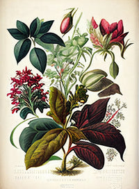 Vintage Botanical Print Series 8 Wall Art