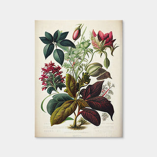 AUTO-MOCKUP WHITE | Vintage Botanical Print Series 8 | 1 Piece | Gallery Wrap Canvas | group=3x4