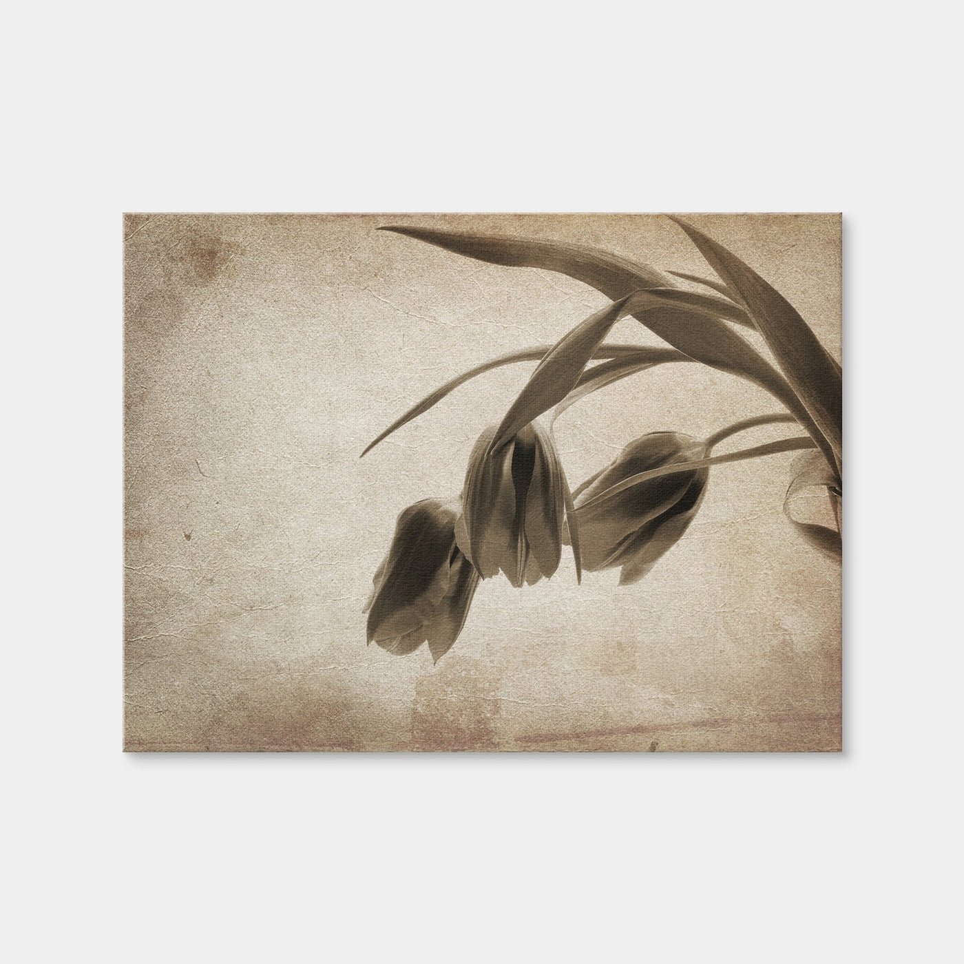 AUTO-MOCKUP WHITE | Vintage Flowers | 1 Piece | Gallery Wrap Canvas | group=4x3