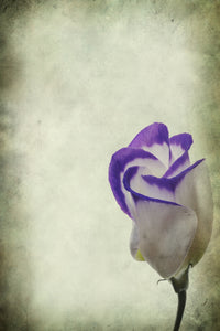 Vintage Lisianthus Wall Art