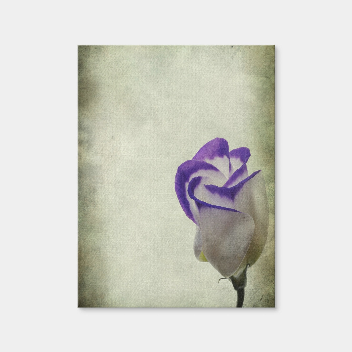 AUTO-MOCKUP WHITE | Vintage Lisianthus | 1 Piece | Gallery Wrap | group=3x4