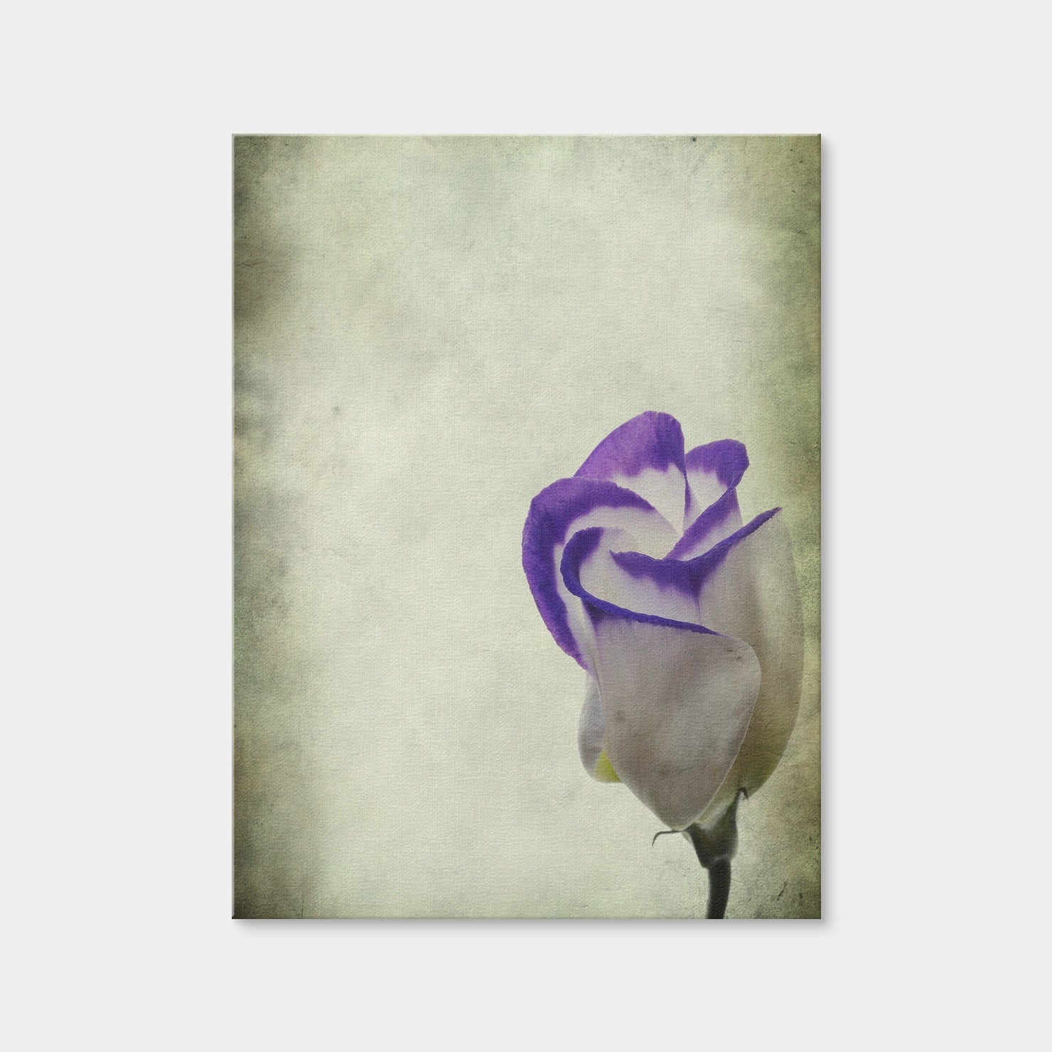 AUTO-MOCKUP WHITE | Vintage Lisianthus | 1 Piece | Gallery Wrap | group=3x4