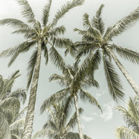 Vintage Palm Trees Wall Art