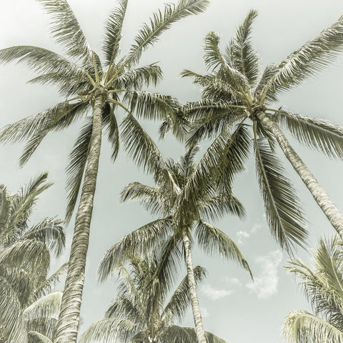 Vintage Palm Trees Wall Art