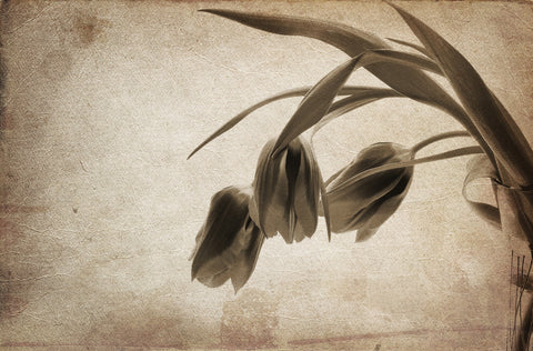 Vintage flowers Wall Art