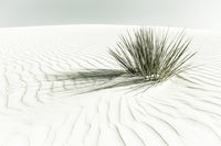 WHITE SANDS Vintage Dune Wall Art