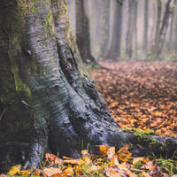 Weathered Trunk Wall Art