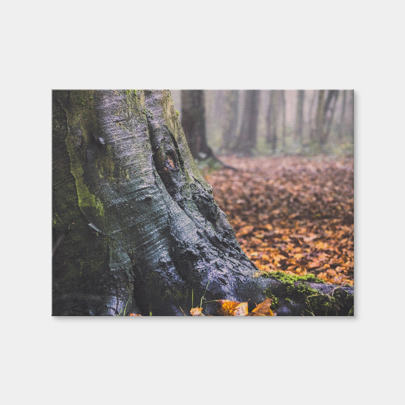 AUTO-MOCKUP WHITE | Weathered Trunk | 1 Piece | Gallery Wrap | group=4x3