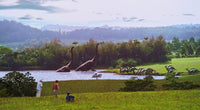 Welcome to Jurassic Park Wall Art