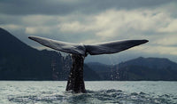 Whale Tail Wall Art