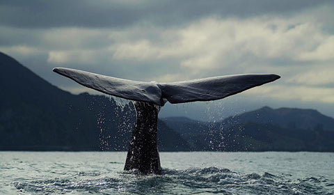 Whale Tail Wall Art