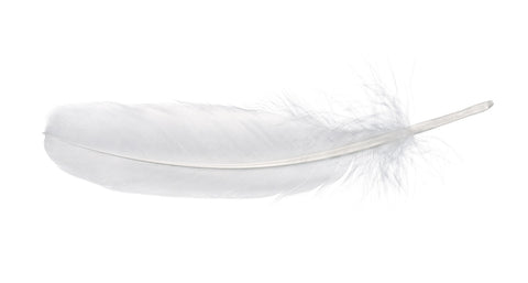 White Swan Feather Wall Art