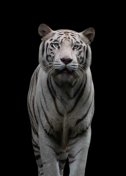 White Tiger Wall Art