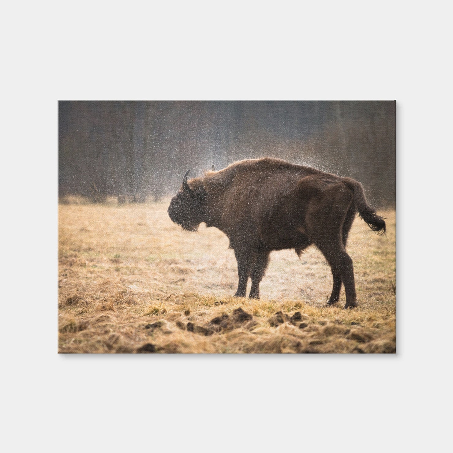 AUTO-MOCKUP WHITE | Wild Bison Shaking off Rain | 1 Piece | Gallery Wrap | group=4x3
