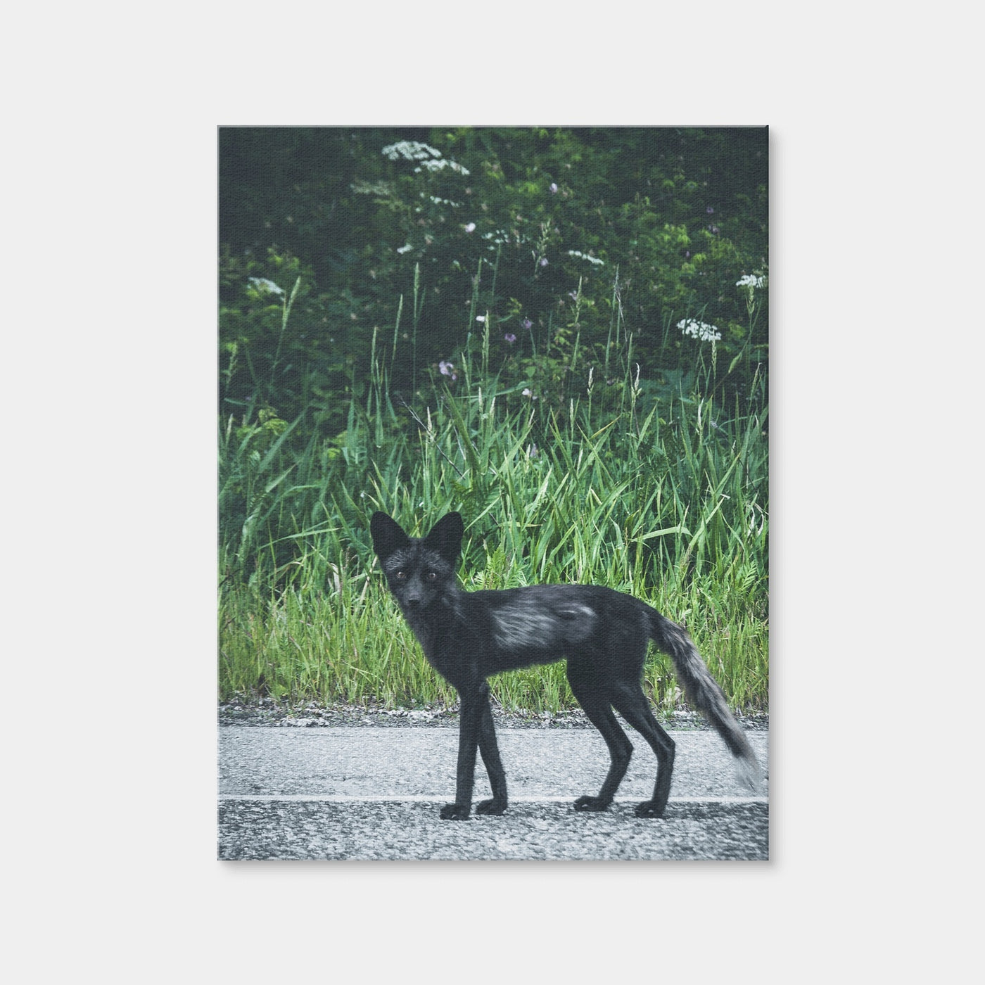AUTO-MOCKUP WHITE | Wildlife Northern BC | 1 Piece | Gallery Wrap | group=3x4