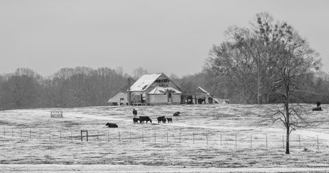 Williamston South Carolina Farm Wall Art