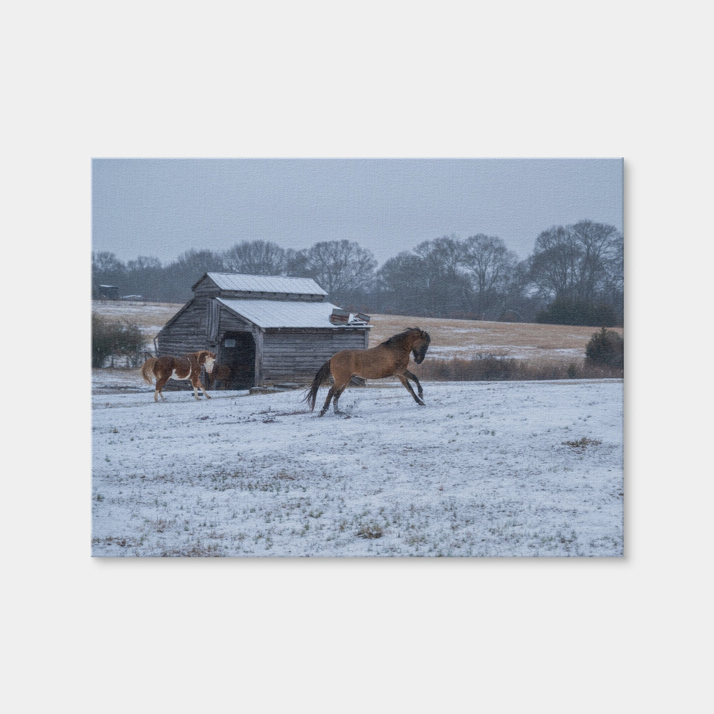 AUTO-MOCKUP WHITE | Williamston South Carolina Farm Horse | 1 Piece | Gallery Wrap | group=4x3
