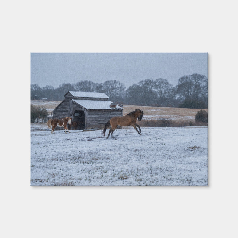AUTO-MOCKUP WHITE | Williamston South Carolina Farm Horse | 1 Piece | Gallery Wrap | group=4x3