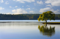 Willow tree on the Tennessee River Wall Art
