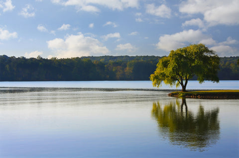 Willow tree on the Tennessee River Wall Art