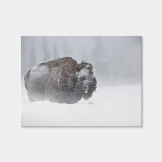 AUTO-MOCKUP WHITE | Winter Bison - Yellowstone | 1 Piece | Gallery Wrap | group=4x3