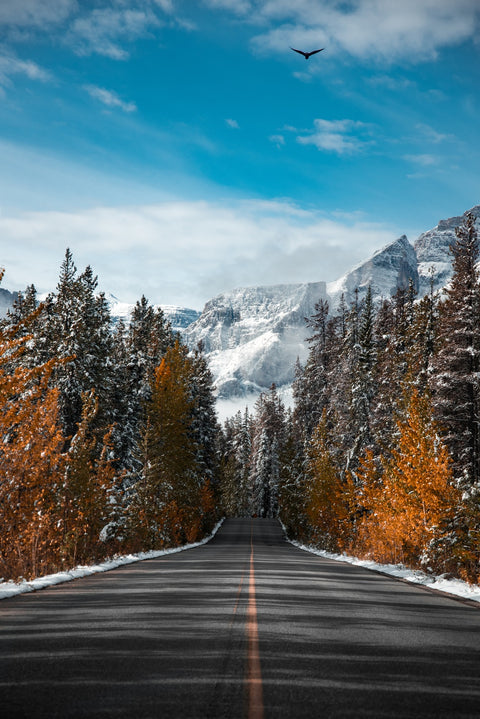 Winter Road Wall Art