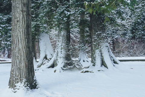 Winter in Northern BC Wall Art