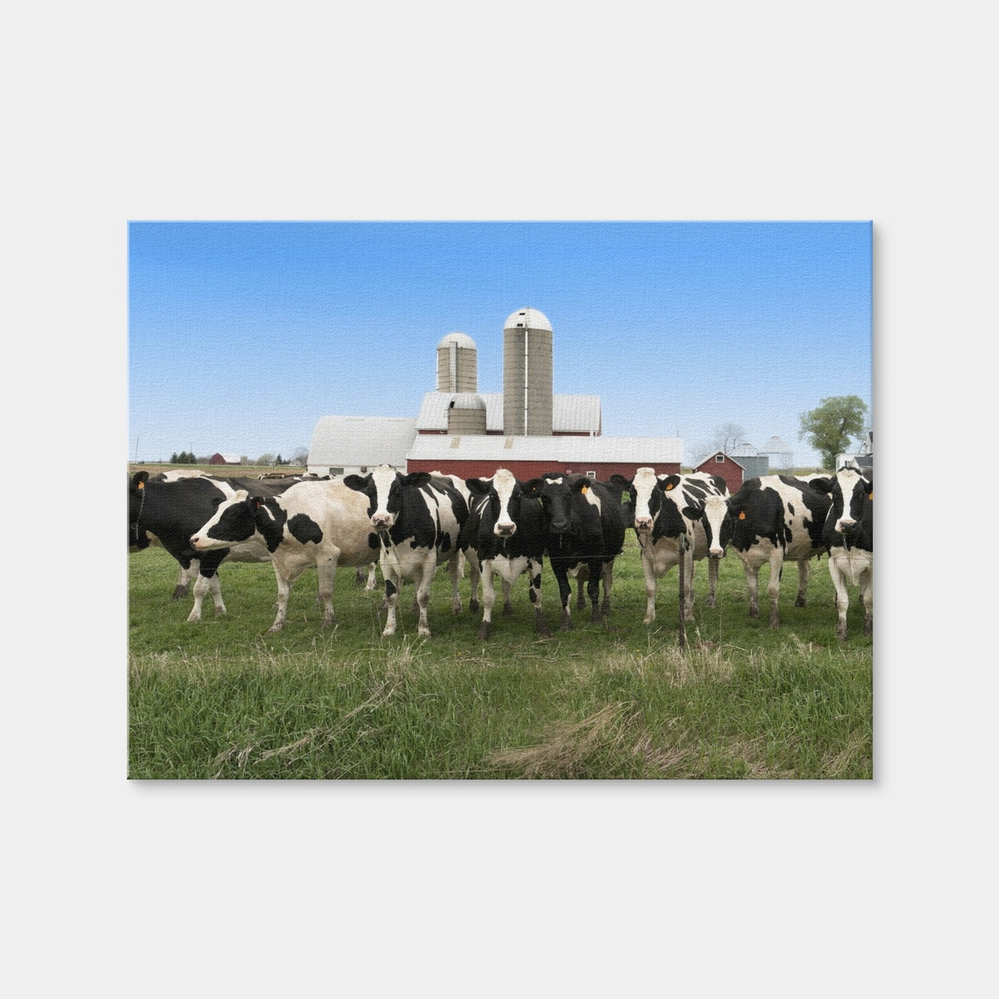 AUTO-MOCKUP WHITE | Wisconsin Dairy Cows | 1 Piece | Gallery Wrap Canvas | group=4x3