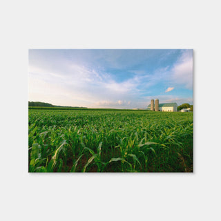 AUTO-MOCKUP WHITE | Wisconsin Dairy Farm By Field Of Corn | 1 Piece | Gallery Wrap | group=4x3
