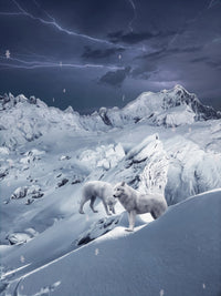 Wolf IceLand Wall Art