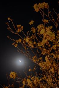 Yellow Ipe and Selene Wall Art