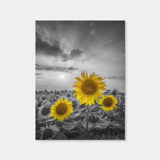 AUTO-MOCKUP WHITE | Yellow Pop Sunflowers | 1 Piece | Gallery Wrap | group=3x4