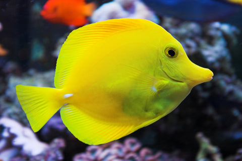 Yellow Tang Wall Art