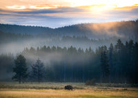 Yellowstone at Dawn Wall Art
