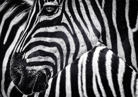 Zebra Wall Art