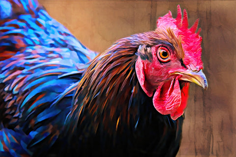 australorp chicken Wall Art