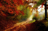 autumn forest edge Wall Art