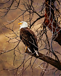 bald eagle Wall Art
