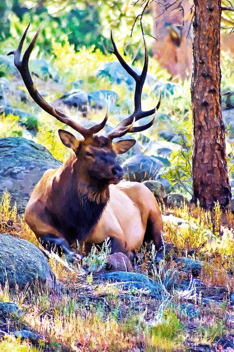 bull elk Wall Art