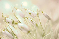 enchanting snowdrops Wall Art