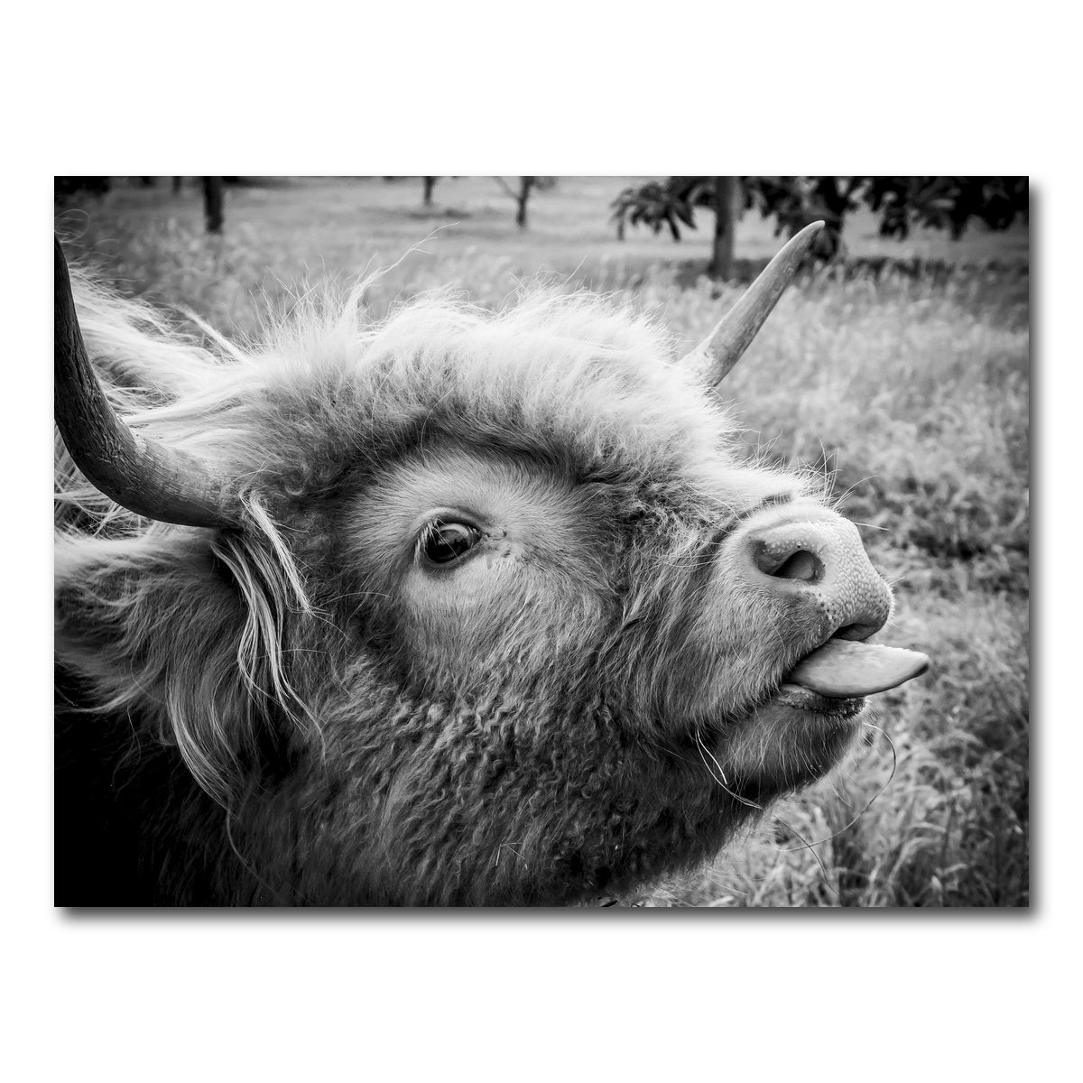 AUTO-MOCKUP WHITE | funny cow | 1 Piece | Gallery Wrap Canvas | group=4x3