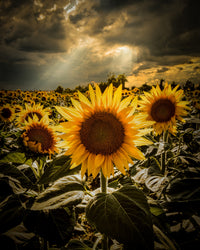 girasoli Wall Art